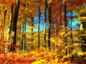 autumn-fall-season-291108-h