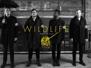 Wildlife-band1