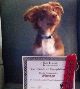 Winston Puppy K