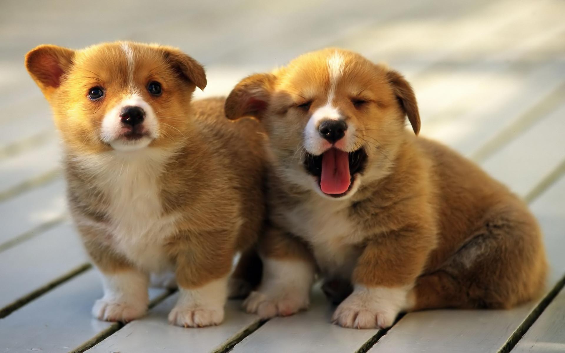 Gorgeous_puppies