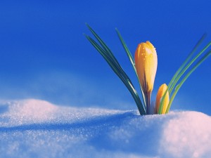 the-first-day-of-spring-wallpaper-for-1920x1080-hdtv-1080p-607-15