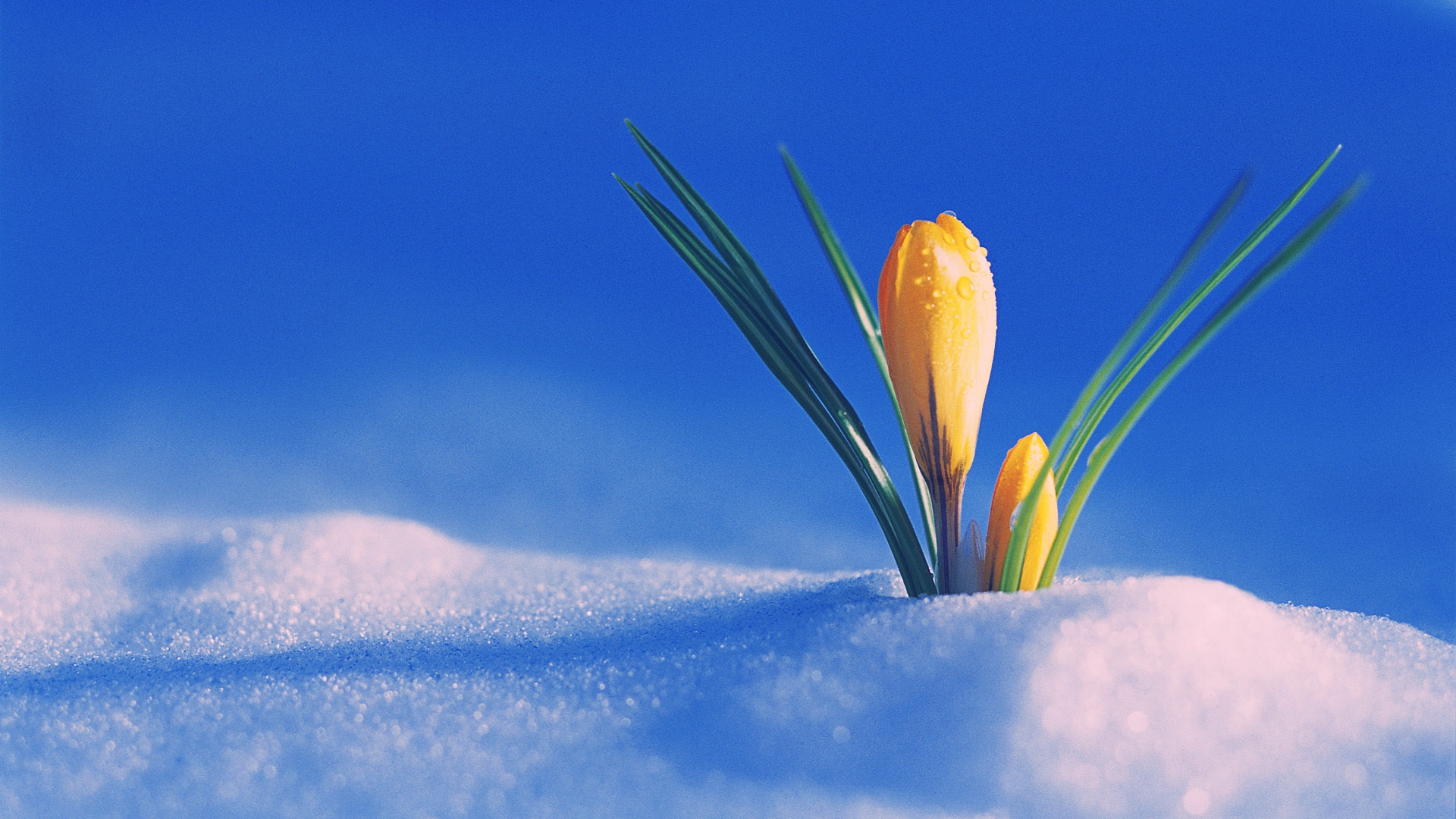 the-first-day-of-spring-wallpaper-for-1920x1080-hdtv-1080p-607-15