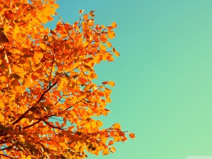 autumn-banner