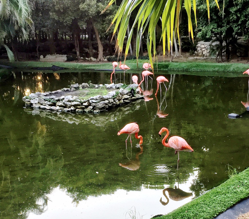 mexico-4-flamingos