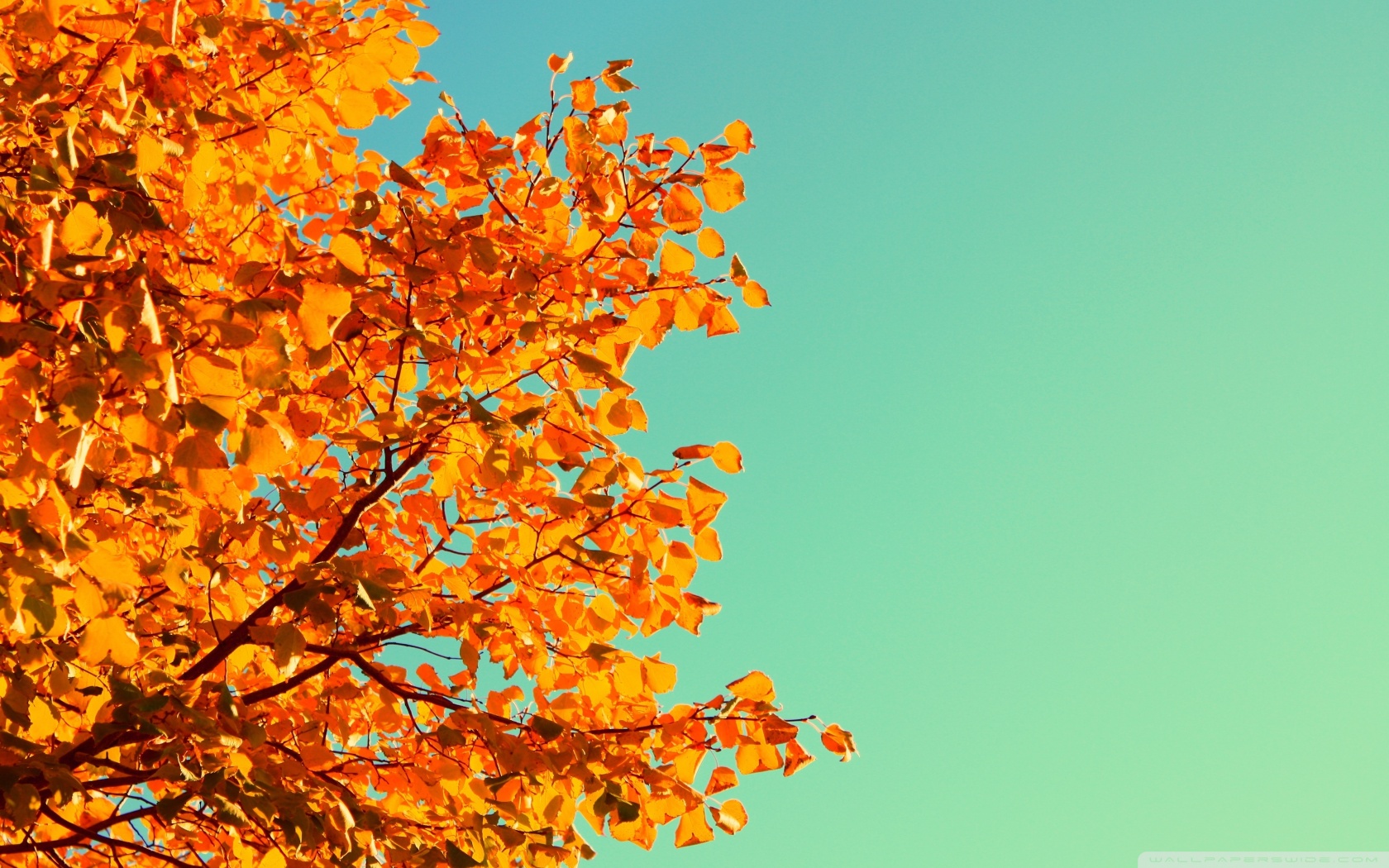 autumn-banner